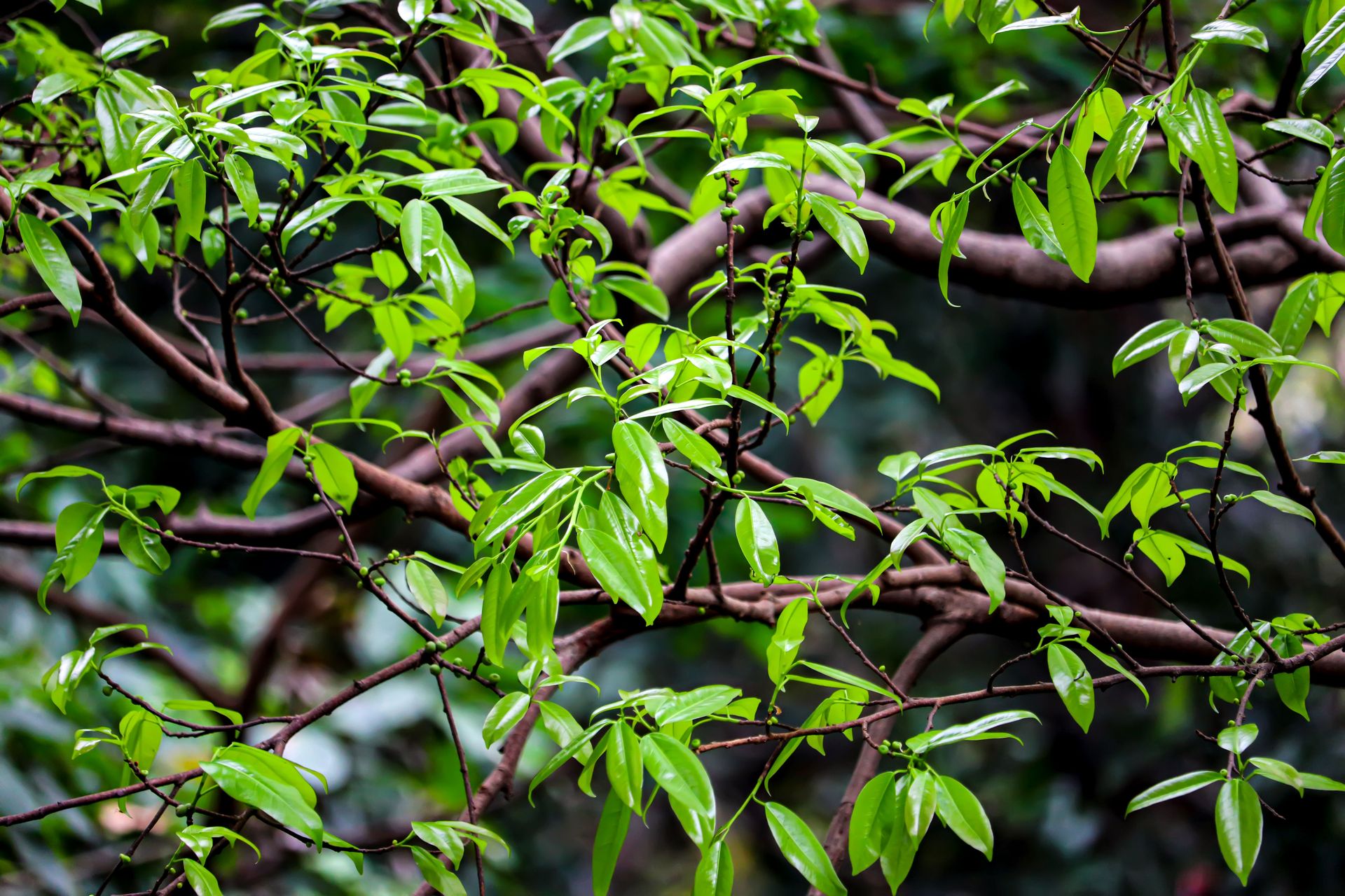 Detailed close-up of lush green leaves and tree branches in a natural setting.