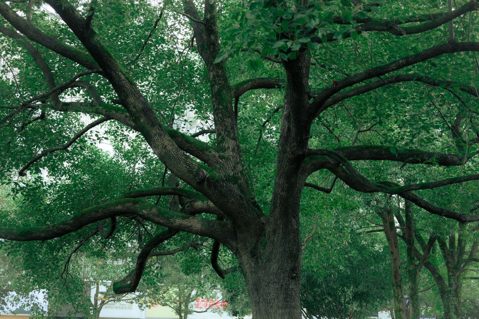 A sprawling tree with vibrant green leaves creates a serene outdoor scene.