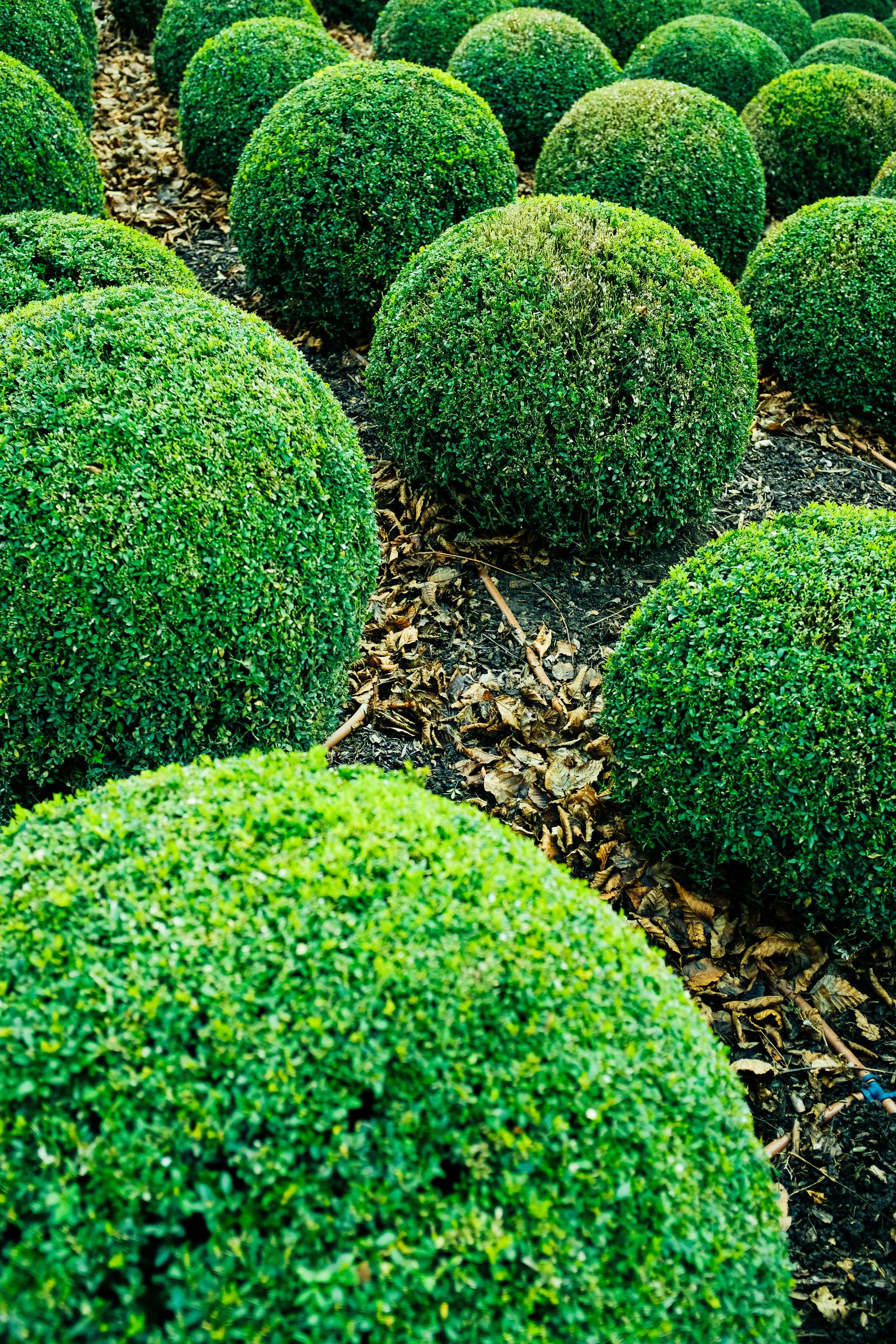 Vibrant green spherical bushes in a garden setting, showcasing natural beauty and symmetry.