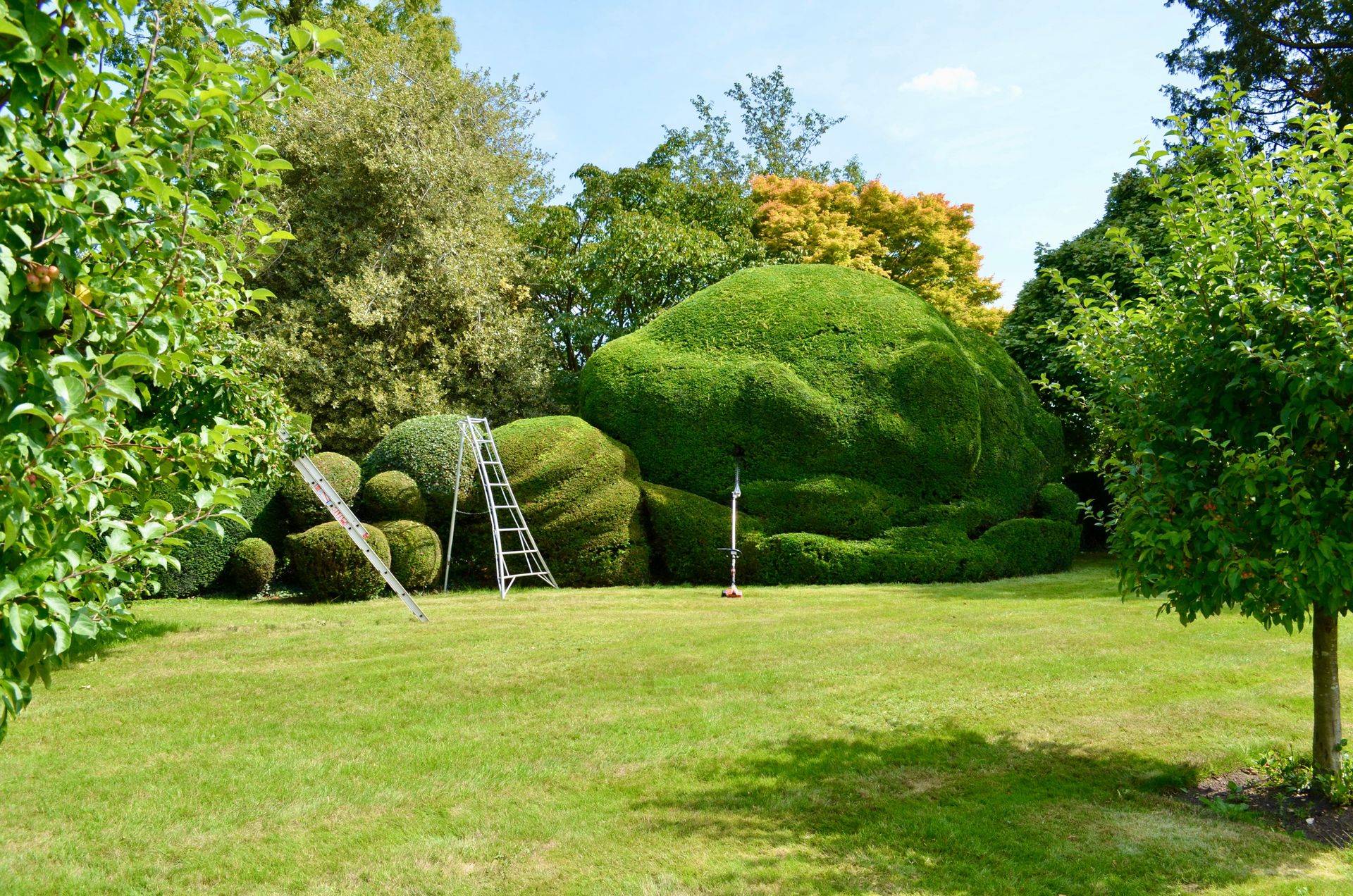Beautifully sculpted garden hedges with ladders set against a lush green backdrop in summer.