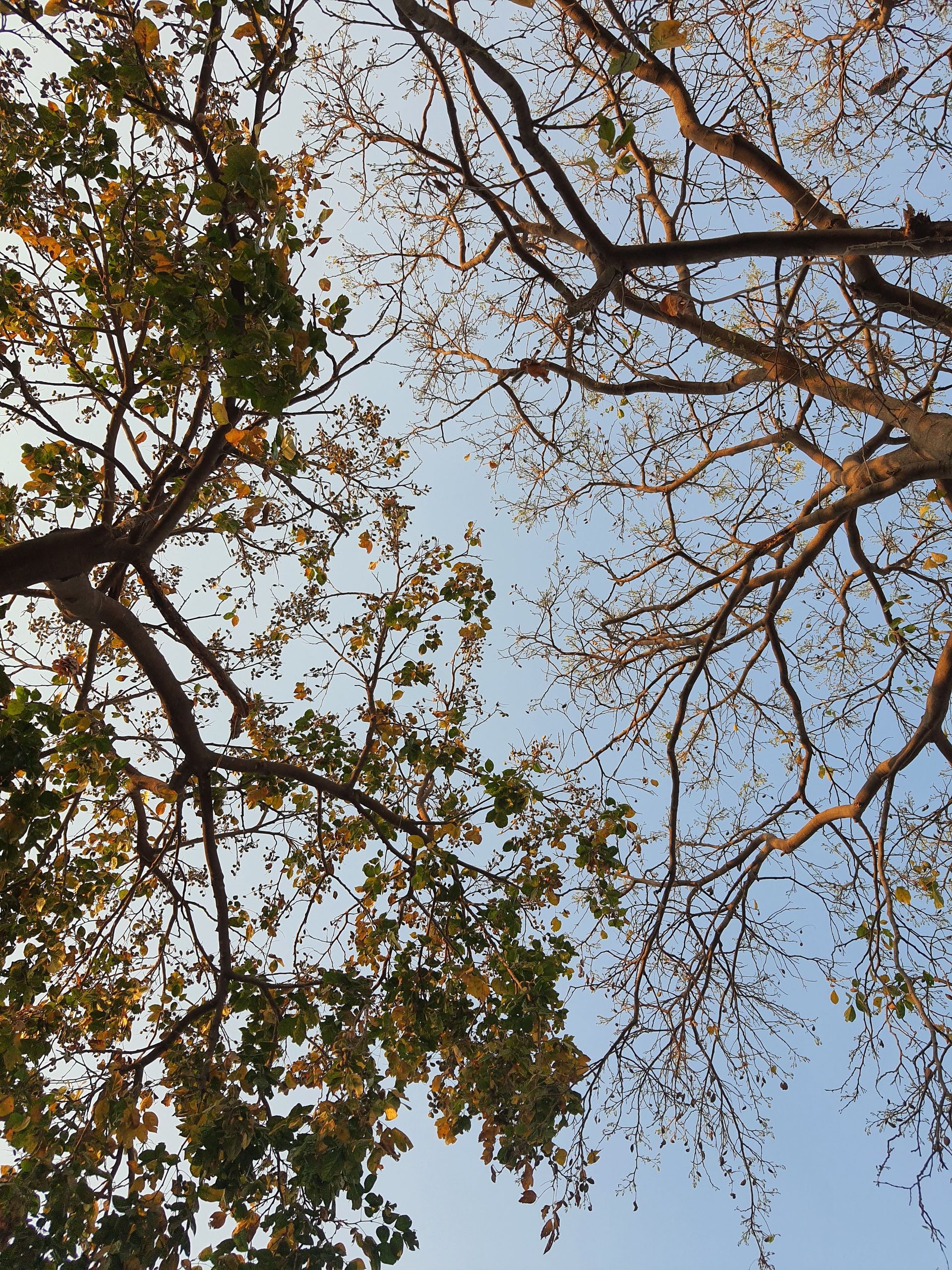 A low-angle view of autumn trees against a bright sky, showcasing their branches and scattered leaves.