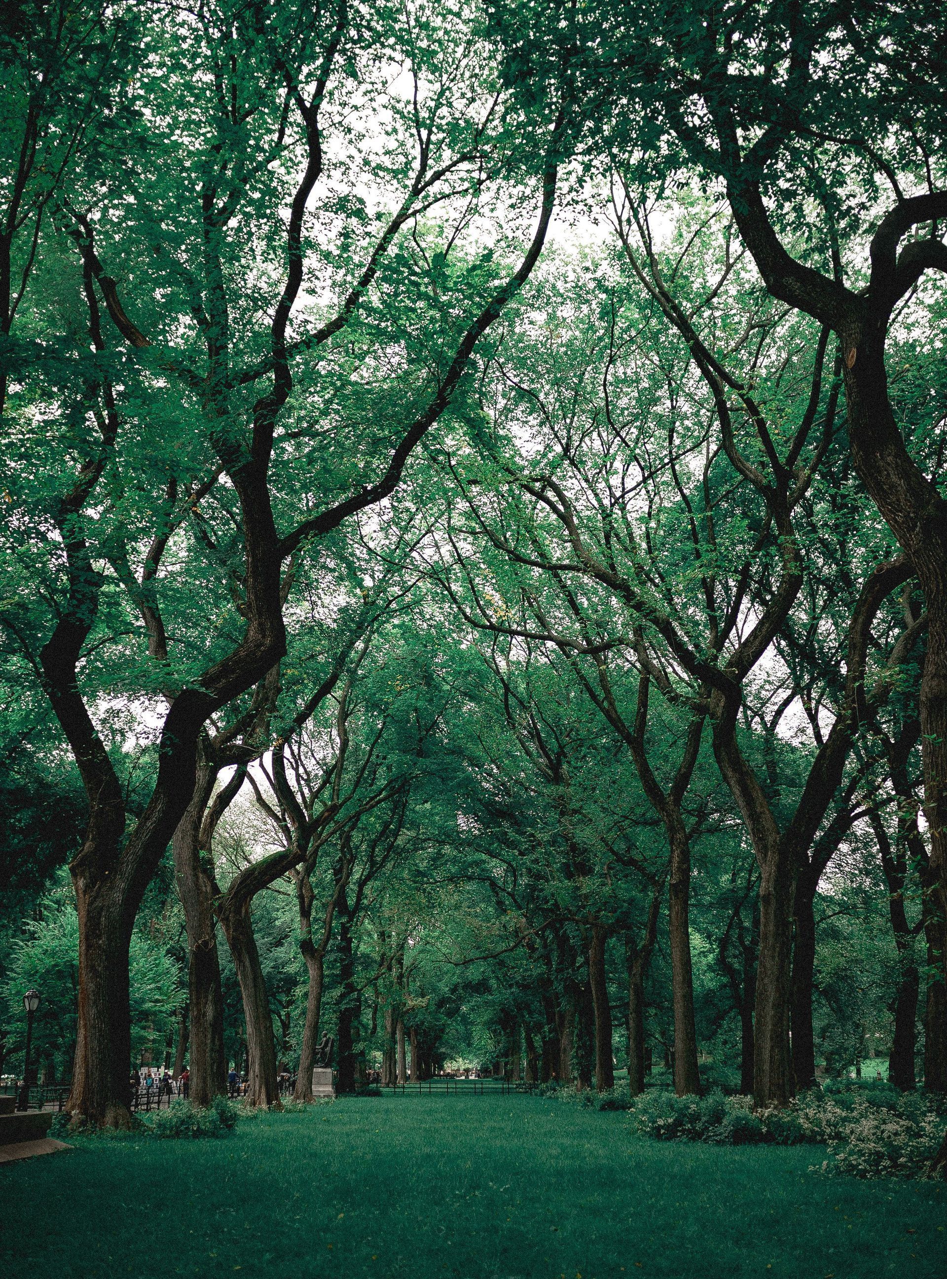 Lush green trees arch over a serene park pathway, creating a tranquil outdoor setting.
